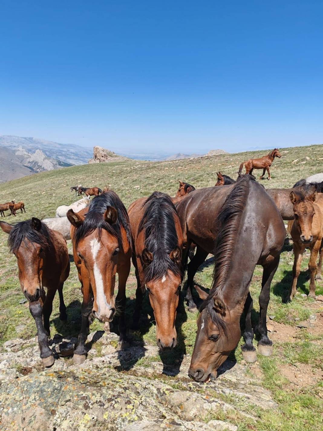 Konya’da doğanın özgür ruhu! Yılkı atları yakından görüntülendi 9